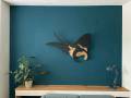 [Foto] Manta Ray MBN001 (1)